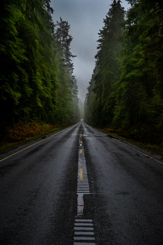 Wet empty road vanishing into fog through dense Olympic Peninsula forest